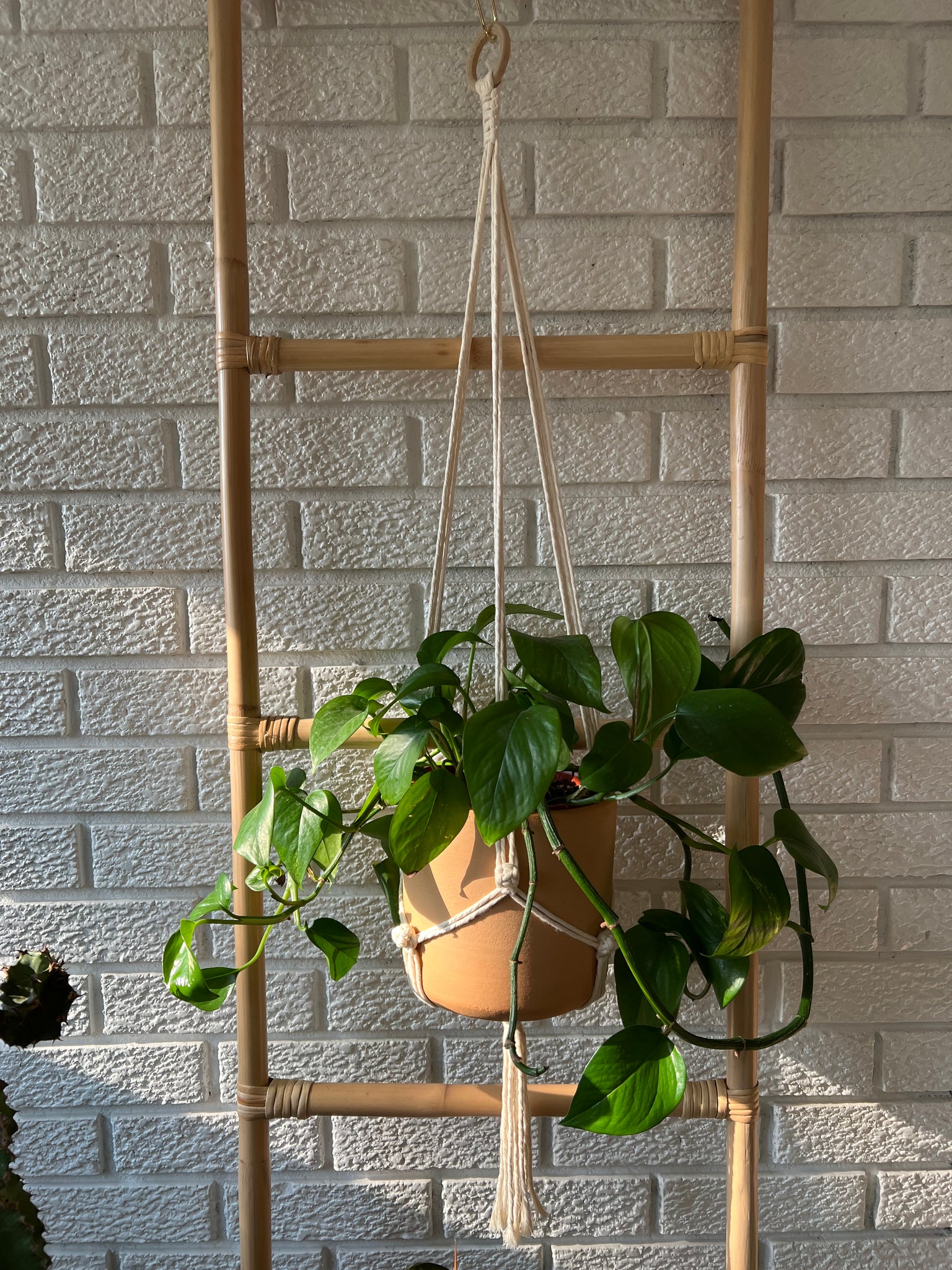 Berry Knot Plant Hanger