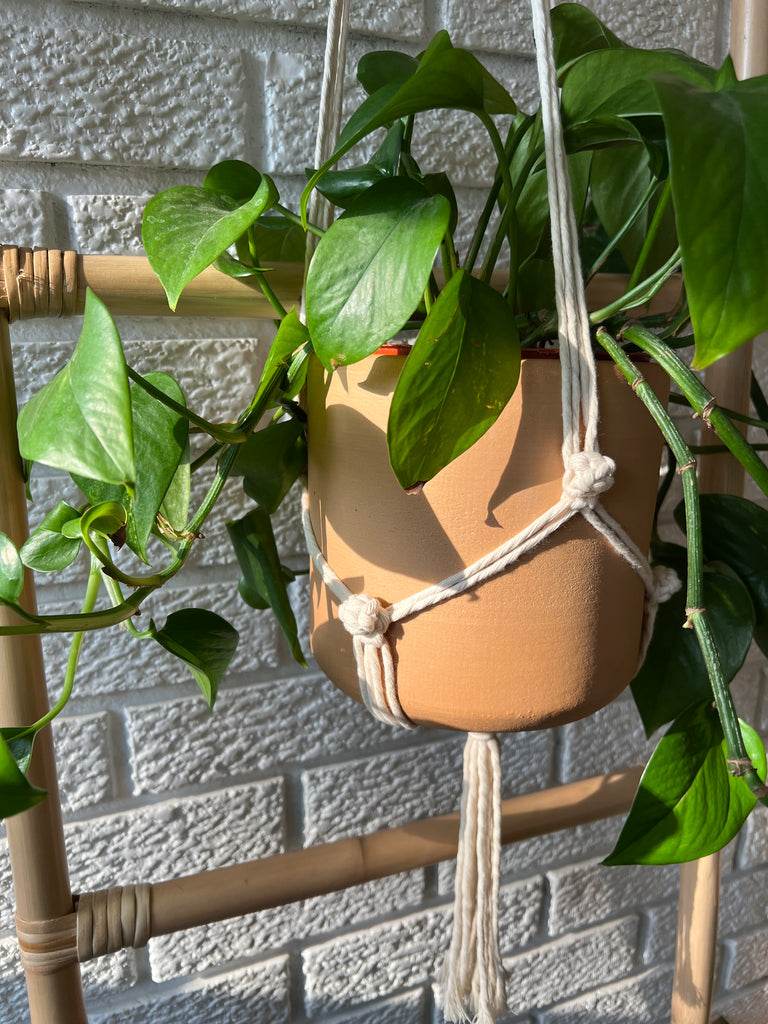 knot plant hanger Berry Knot Plant Hanger – Macramade KC